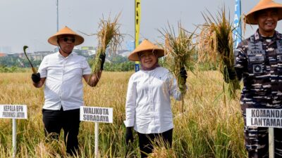 Pemkot Surabaya dan TNI AL Gelar Panen Raya Padi Serentak