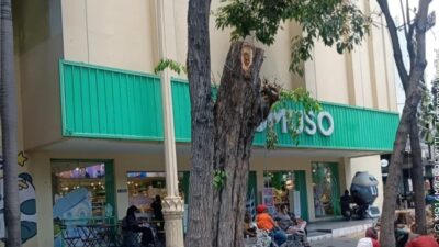 Foto; salah satu yang di tebang