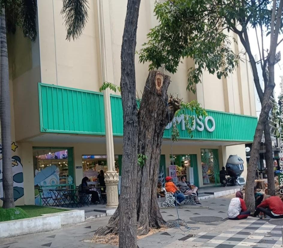 Foto; salah satu yang di tebang