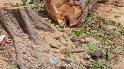 Foto ; pemotongan Pohon di jl Putro agung tanpa sosialisasi