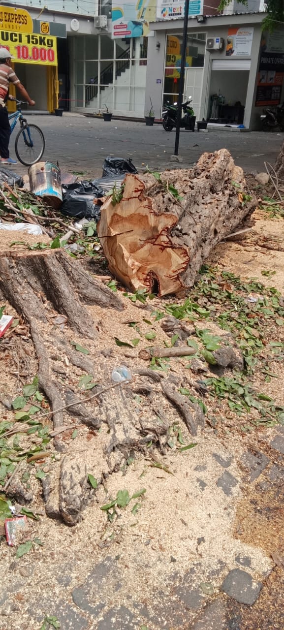 Foto ; pemotongan Pohon di jl Putro agung tanpa sosialisasi
