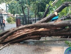 13 Pohon Tumbang di Tengah Kota Surabaya