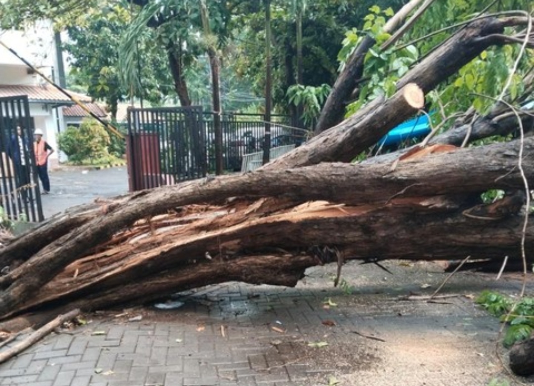 Pohon besar tumbang menutup jalan di kawasan Surabaya setelah hujan deras mengguyur kota pada Rabu siang, 29 Oktober 2025.