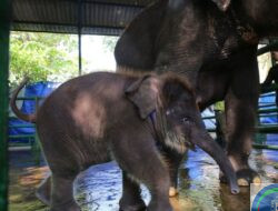 Hasil Audit Bebaskan KBS dari Tuduhan Eksploitasi Gajah Rocky, Tapi Temukan Masalah Ini