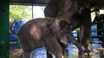Anak gajah Rocky di Kebun Binatang Surabaya sedang berada di kandangnya dengan kondisi sehat