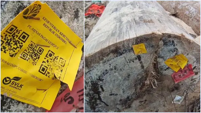 Label SVLK dan Kementerian Kehutanan pada kayu gelondongan yang terdampar di pantai Lampung.
