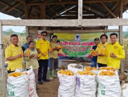 Ketua DPD Partai Golkar Kabupaten Way Kanan Hadiri Panen Raya Jagung di Kecamatan Baradatu