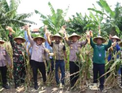 Dukung Asta Cita, Polres Pelabuhan Tanjung Perak Panen 1,6 Ton Jagung di Tambak Wedi