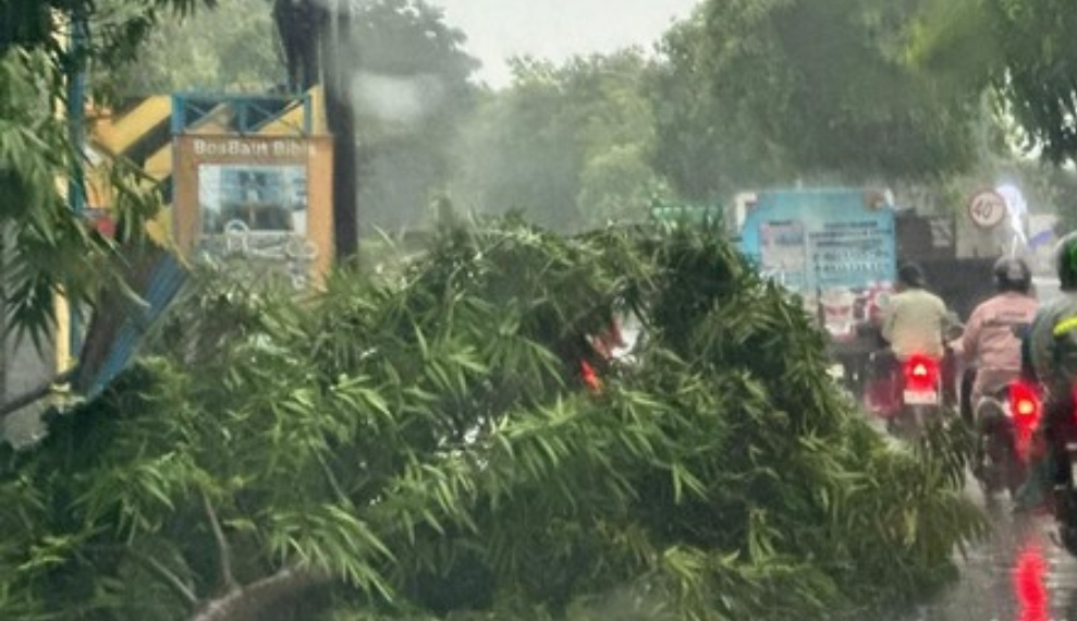 Pengendara sepeda motor melintas perlahan di tengah hujan angin Surabaya ketika sebuah pohon roboh dan menghalangi sebagian badan jalan, sementara kendaraan menyesuaikan laju di jalur yang tersisa.