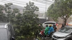 Hujan dan Angin Kencang Sebabkan Enam Pohon Tumbang di Sejumlah Ruas Jalan Surabaya