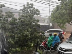 Hujan dan Angin Kencang Sebabkan Enam Pohon Tumbang di Sejumlah Ruas Jalan Surabaya