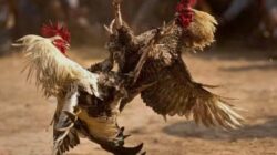 JUDI SABUNG AYAM DI KABARKAN SEMAKIN MARAK KAPOLSEK SEPULU DIMINTA USUT PELAKU