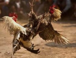 JUDI SABUNG AYAM DI KABARKAN SEMAKIN MARAK KAPOLSEK SEPULU DIMINTA USUT PELAKU