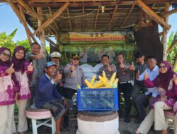 Dukung Program Asta Cita Polsek Kenjeran Panen Raya 1,8 Ton Jagung Manis di Tambak Wedi