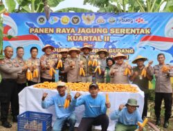 Wujudkan Ketahanan Pangan Polres Pelabuhan Tanjung Perak Panen Raya Jagung Kuartal II Tahun 2026