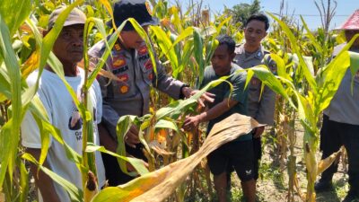 Polresta Sidoarjo Gelorakan Swasembada Pangan Dampingi Warga Tani Kelola Jagung Hibrida