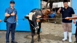 Wujud Kepedulian Sosial, Perumda Air Minum Surya Sembada Kota Surabaya Salurkan 13 Ekor Sapi Qurban pada Idul Adha 1447 H