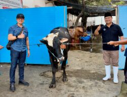 Wujud Kepedulian Sosial, Perumda Air Minum Surya Sembada Kota Surabaya Salurkan 13 Ekor Sapi Qurban pada Idul Adha 1447 H