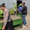 Panen Buah, Polres Pelabuhan Tanjung Perak Perkuat Ketahanan Pangan Lewat Hortikultura Pisang