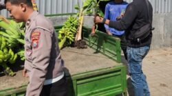 Panen Buah, Polres Pelabuhan Tanjung Perak Perkuat Ketahanan Pangan Lewat Hortikultura Pisang